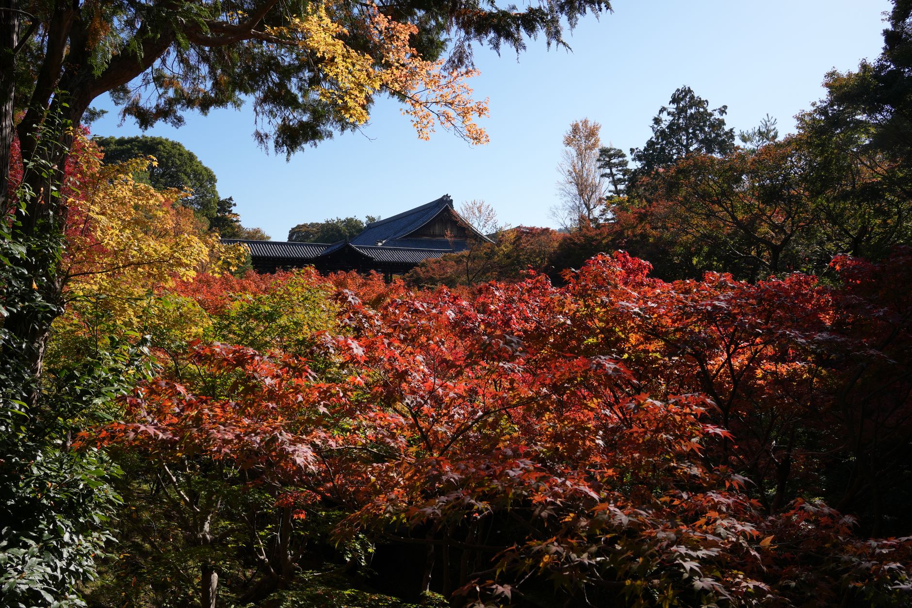 Historic Japanese temple pavilion nestled in autumn foliage